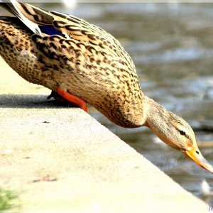 Ente