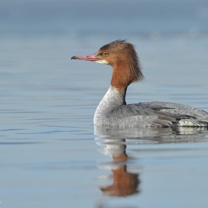 Der Säger mit der witzigen Frisur