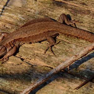 Eidechse beim Sonnenbad, die Zweite