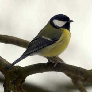 Blaumeisen im Januar 2012