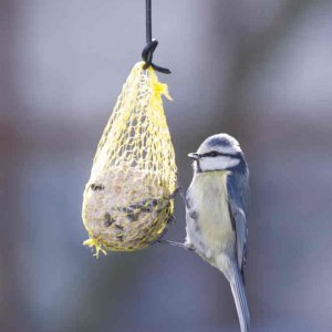 Blaumeisen im Januar 2012