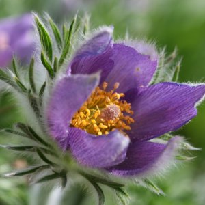 Küchenschelle (Pulsatilla vulgaris)