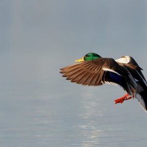 Attention..... Please.. ich lande