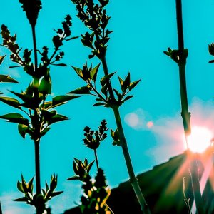 Ein wenig Frühling und Sommer ins eins