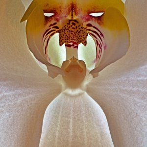 Das ist eine ganz liebe Blume