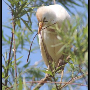 Kuhreiher beim Nestbau ....