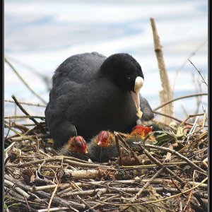 Blässhuhnküken ....