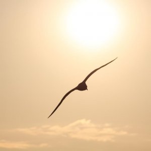 Die Möven am Strand