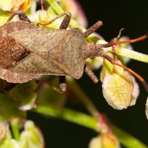 Insekten Makros die 2