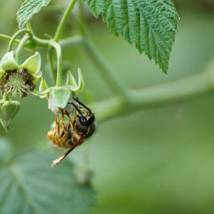 Insekten Makros die 2