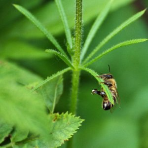 Insekten Makros die 2