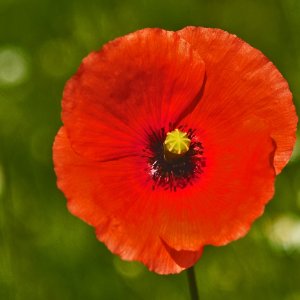 Wiesenblumen von der Blumenwiese