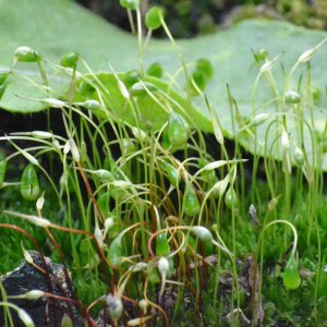 Aus einer anderen Welt?