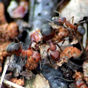 Ameisenvolk