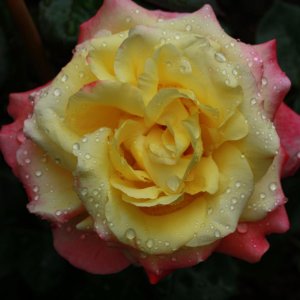 ein Hauch einer Rose