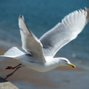Mittelmeermöwe (Larus michahellis)