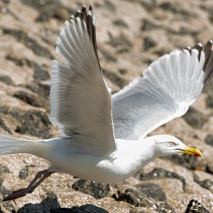 Mittelmeermöwe (Larus michahellis)
