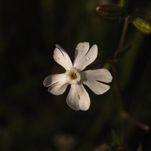 Aus Feld und Wiese mit der Sigma SD