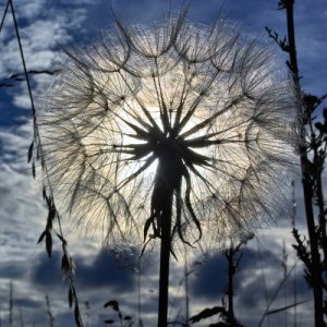 Aus Feld und Wiese mit der Sigma SD