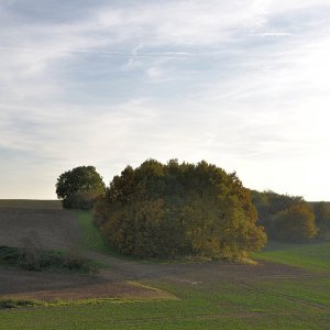 Dieser kleine Busch steht inmitten von Feldern