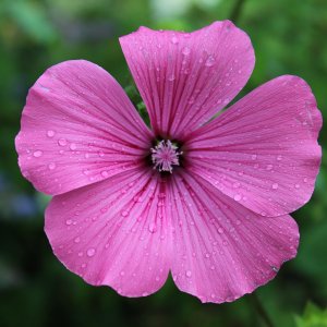 Blume nach einem Regen.