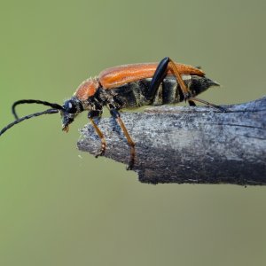 Rothalsbock die Zweite