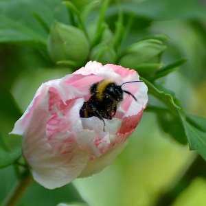Yeti,Hummeln voll mit Blütenstaub