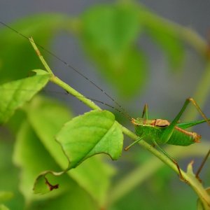 Laubholz-Säbelschreck-Männchen
