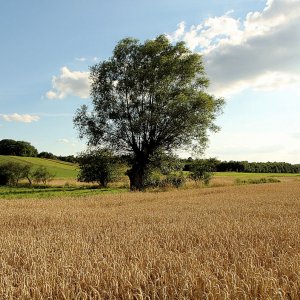 alte Weide im Kornfeld