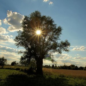 Alte Weide im Gegenlicht