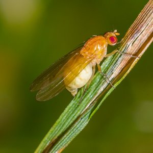 Eine schangere Fliege