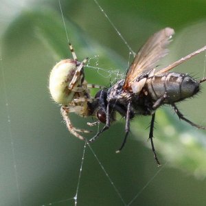 Ein ganz normaler Sonntag-Vormittag ...