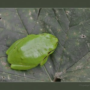 Laubfrosch Color-Key light