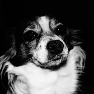 Bella aus dem Dunkel