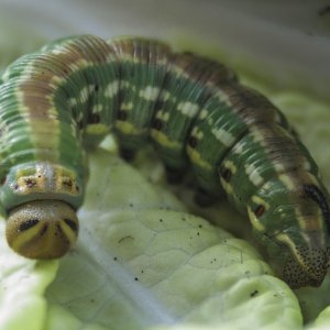 Raupe bie der Lieblingsbeschäftigung.....fressen