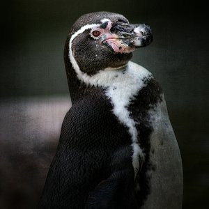 Humboldt Pinguine