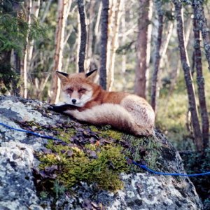 Mein Freund, der Fuchs