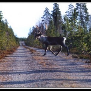 Ein Ren(tier) kam von rechts