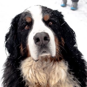 Tierfotografie und die ersten Versuche