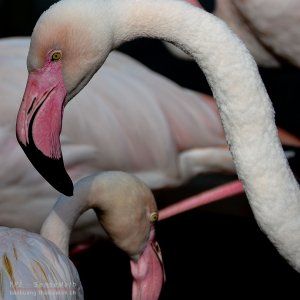 Nachdenklicher Flamingo