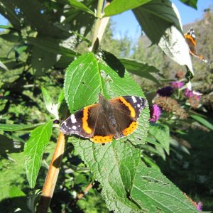 Schmetterling