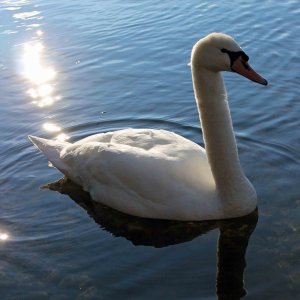 Schwan am Toeppersee