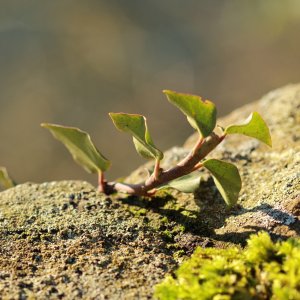 Naturmakroaufnahmen im Januar