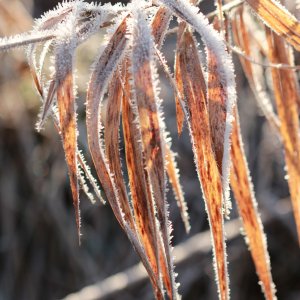 Naturmakroaufnahmen im Januar