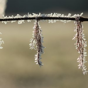 Naturmakroaufnahmen im Januar