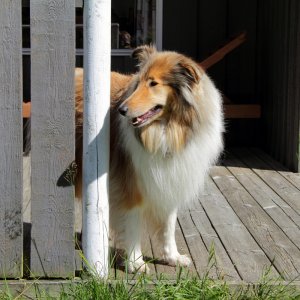 Collie Ronja