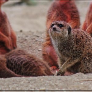 Erdmännchen bei eisiger Kälte ....