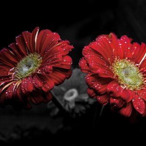 Die Gerbera einer der schönsten blüten.