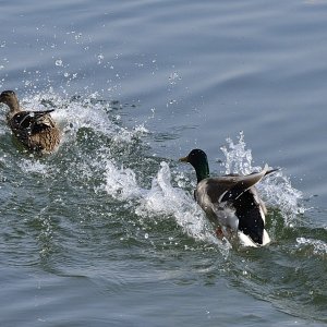 Ente Ente Ente und ein Schwan :-)