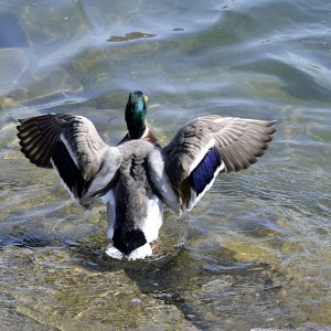 Ente Ente Ente und ein Schwan :-)